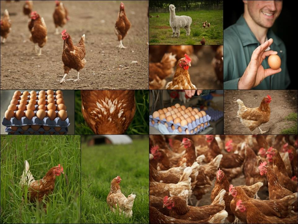 eggs