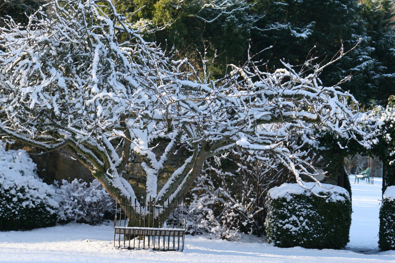 Frosty garden