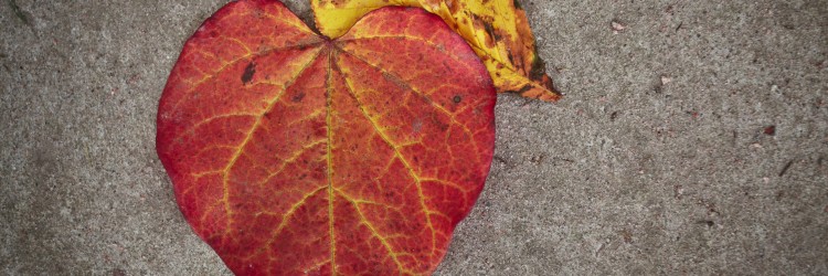 leaves at Boath